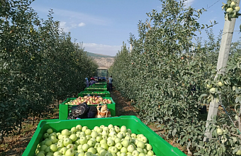 Плодоовощной Дагестан