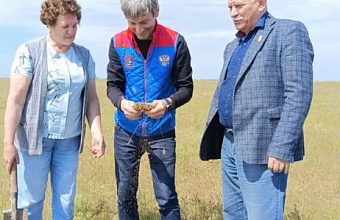 В Ногайском районе Дагестана нашли кубышки зимующего запаса саранчи