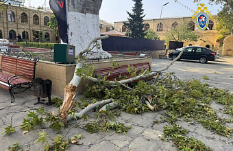 В Дербенте ветка дерева упала на трех женщин, одна из них погибла