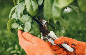 Садоводам Дагестана подсказали, как ухаживать за деревьями в теплую зиму