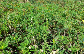 В Дагестане из-за опасного сорняка ввели карантин на 732 гектарах сельхозугодий