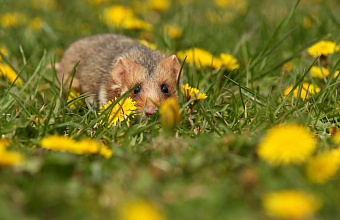В Дагестане на сельхозугодиях ожидается распространение грызунов-вредителей – Россельхозцентр