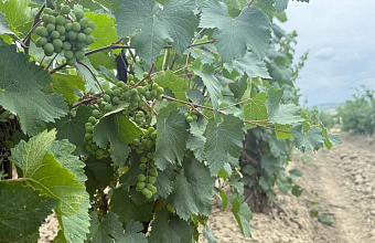 Дагестанское предприятие вошло в топ-50 лучших виноделен России