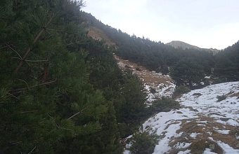 В Дагестане до 2030 года высадят 1,5 тыс. гектаров новых лесов