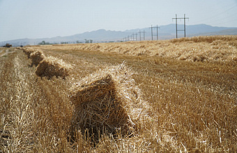 Аграрии Дагестана перевыполнили план по заготовке кормов на 100 тысяч тонн