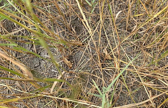 В Дагестане против саранчи уже обработано несколько десятков гектаров земель