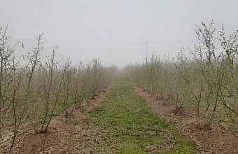 Площадь сада под киви на юге Дагестана вырастет почти в 7 раз