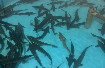 В Дагестане в полтора раза возросло количество туристов на рыбных хозяйствах