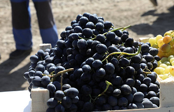 Край солнечной ягоды: как Дагестан завоевал лидерство в стране по выращиванию винограда