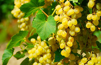 Урожай винограда в Дагестане в 2025 году стал рекордным