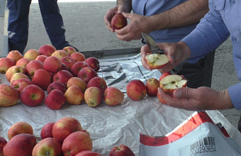 В Дагестане летом 2025 года Россельхознадзор досмотрел 23 тыс. тонн сельхозпродукции