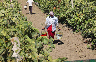 Более 100 тысяч рублей в месяц получают сборщики винограда в Дагестане