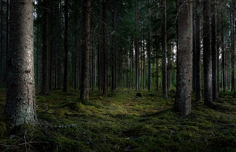 На 14 млн рублей больше планирует заработать Дагестан в 2025 году за аренду лесных участков