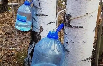 В горах Дагестана завершился сбор березового сока