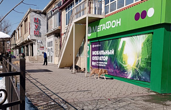 Сотрудники Дагветеринарии провели рейды по отлову безнадзорных собак в Буйнакске