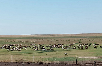 В Дагестане выявлены 74 нарушения при использовании земель отгонного животноводства
