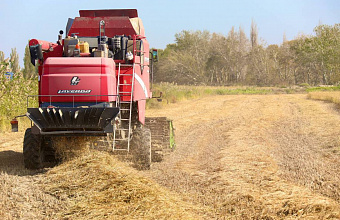 Дагестанский рис может стать одним из основных экспортных продуктов наряду с бараниной