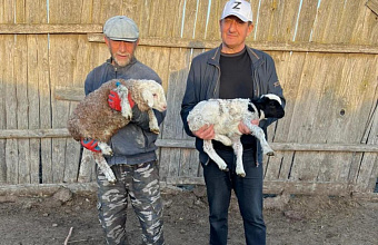 На землях отгонного животноводства в Дагестане получено более 875 тысяч ягнят