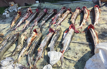 Рыбу на 17,7 млн рублей изъяли пограничники в Дагестане