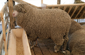 Ставропольский край намерен закупать дагестанскую шерсть