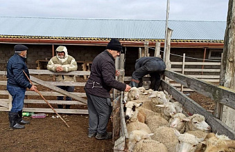 В Дагестане проверяют состояние поголовья скота после перегона на зимние пастбища