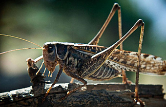 Более 16 тысяч га сельхозземель в Дагестане обработали против саранчи