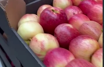 Дагестанское хозяйство направило в зону СВО 20 тонн яблок