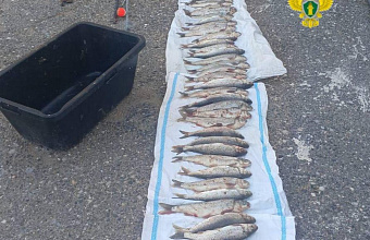 Двух дагестанцев приговорили к крупному штрафу за незаконный вылов рыбы