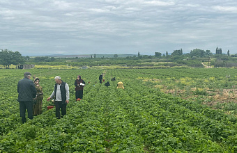 В Хасавюртовском районе увеличен объем выращивания клубники на открытом грунте
