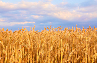 В Дагестане выявили факты сева сельхозкультур непроверенным посадочным материалом
