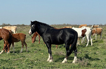 Фермер на севере Дагестана организовал разведение верблюдов