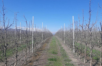 В Дагестане хозяйство планирует увеличить сбор фундука в 8 раз