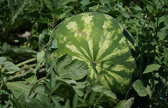 Дагестан в 2024 году почти на 19% увеличит площадь под бахчевые культуры