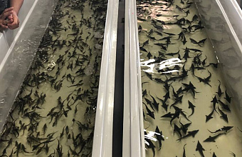 300 тысяч осетровых выпущено в Дагестане в 2024 году