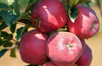 Урожай плодов в Дагестане в 2024 году достигнет 230 тысяч тонн