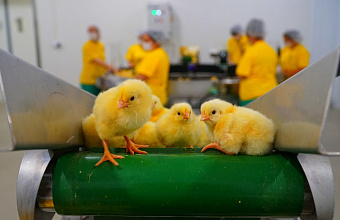 Дагестан в 2023 году возобновил работу четырех птицефабрик