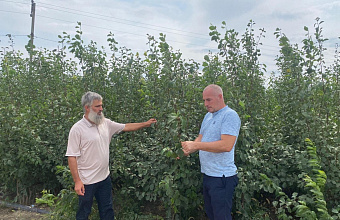 В Дагестане приступили к осенним обследованиям состояния саженцев плодовых культур