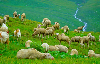 Минсельхоз Дагестана заявил о деградации пастбищ из-за перевыпаса скота