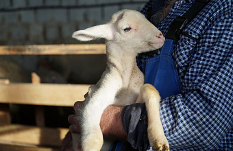 Минсельхоз Дагестана: разведение домашнего скота – дело рентабельное