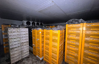 В Дагестане раскрыли преступную группу, занимающуюся контрабандой рыбы