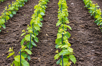 В Дагестане в 2025г более чем на 40% увеличат количество производимых саженцев винограда