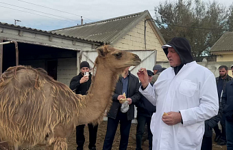 Премьер-министр Дагестана посетил уникальную верблюжью ферму в поселке Сулаке