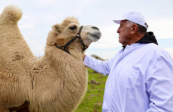 В Дагестане на уникальной ферме производят верблюжье молоко