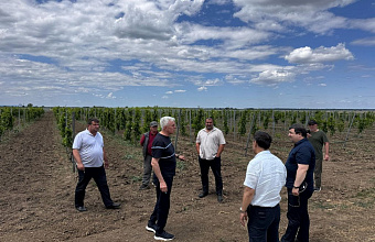 В Дагестане проверили состояние молодых виноградников в хозяйствах Хасавюртовского района