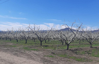 Специалисты Россельхозцентра обследовали состояние плодовых культур на юге Дагестана