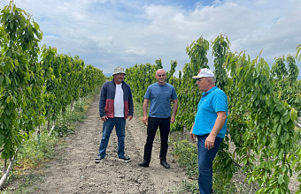 На Юге Дагестана садоводство развивается интенсивно