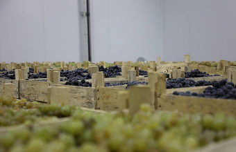 Цены на столовые сорта винограда в Дагестане повысились на 15%