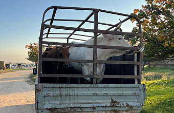 В Дагестане выявлено более 250 нарушений при перевозке домашнего скота
