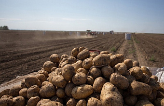 Дагестан в 2023 году на 27% увеличил площадь под картофелем