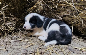 Студенты-медики Дагестана посетили приют для животных с благотворительной акцией